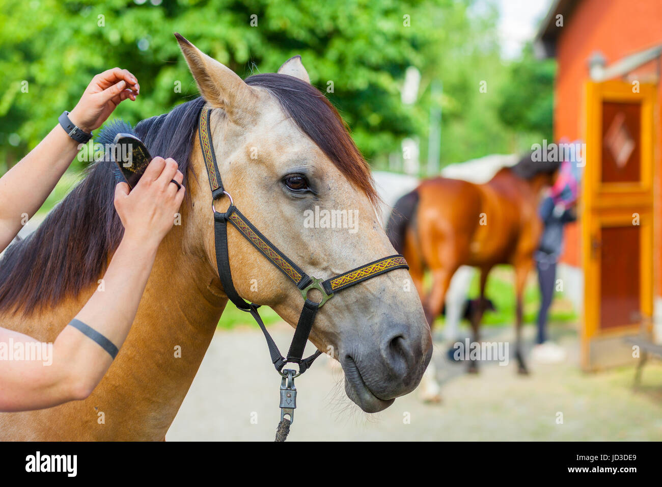 Cavallerizza si prende cura del suo cavallo marrone con una spazzola Foto Stock