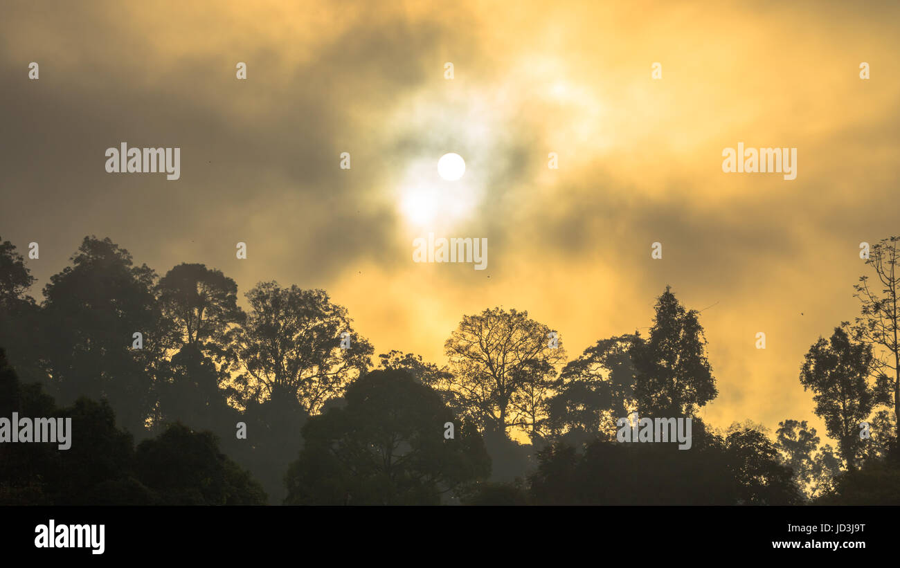 Golden sky shine anche se la nebbia sopra la montagna alta nella più grande foresta pluviale del Parco Nazionale in Thailandia Foto Stock