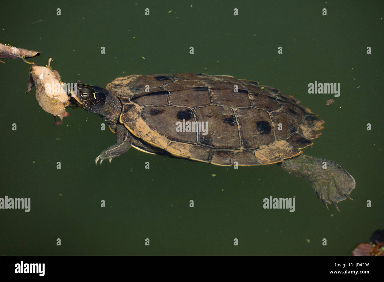 Mappa del nord la tartaruga, Graptemys geographica, Maryland, in acqua Foto Stock