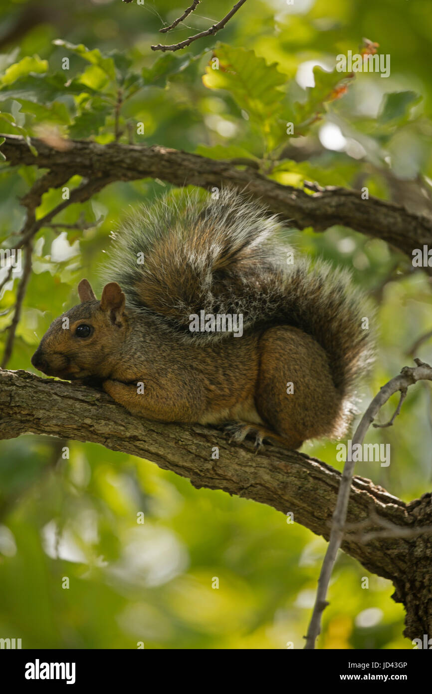 Fox orientale scoiattolo (Sciurus niger), New York Foto Stock
