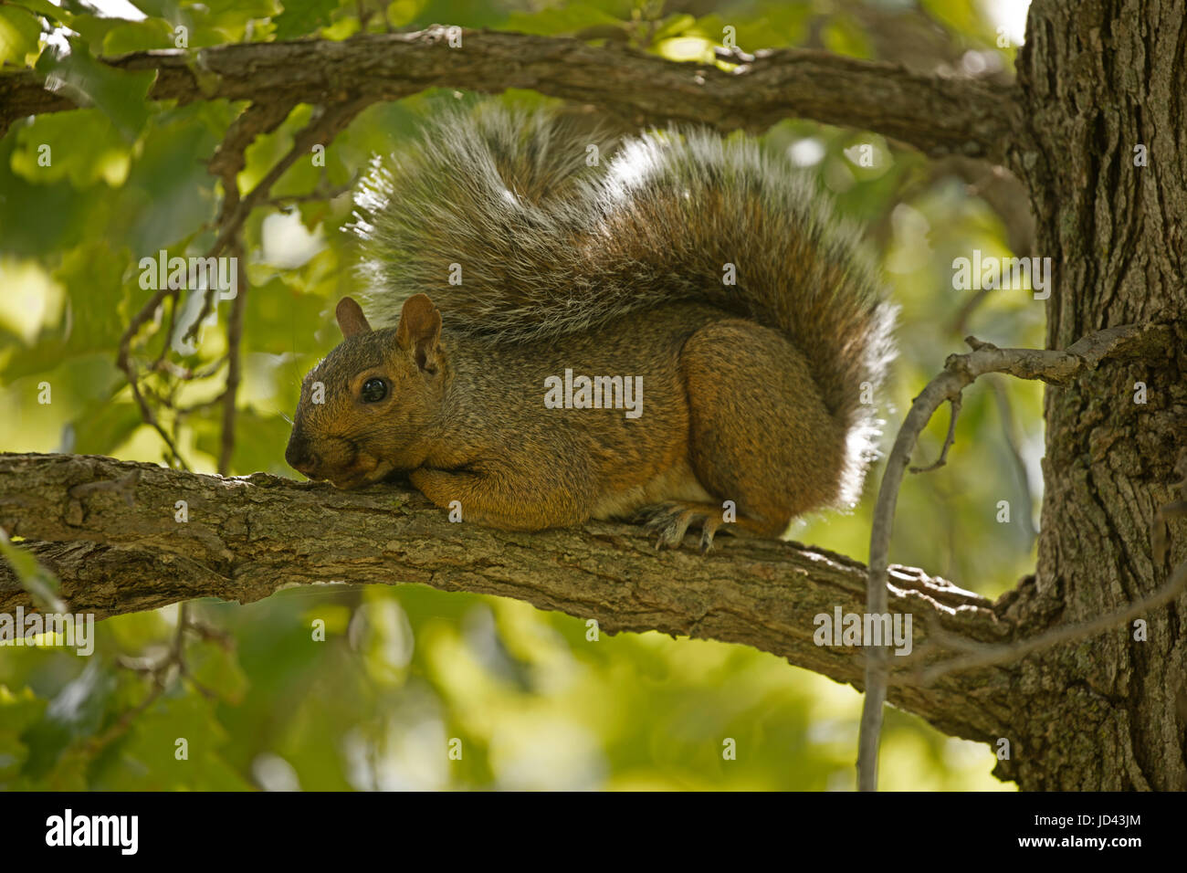 Fox orientale scoiattolo (Sciurus niger), New York Foto Stock