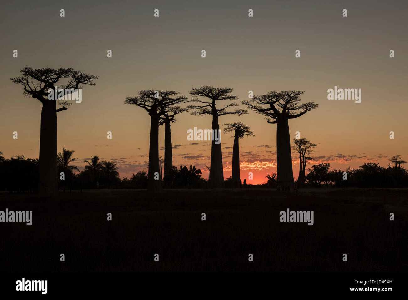 Tramonto sul viale dei baobab, Madagascar Foto Stock