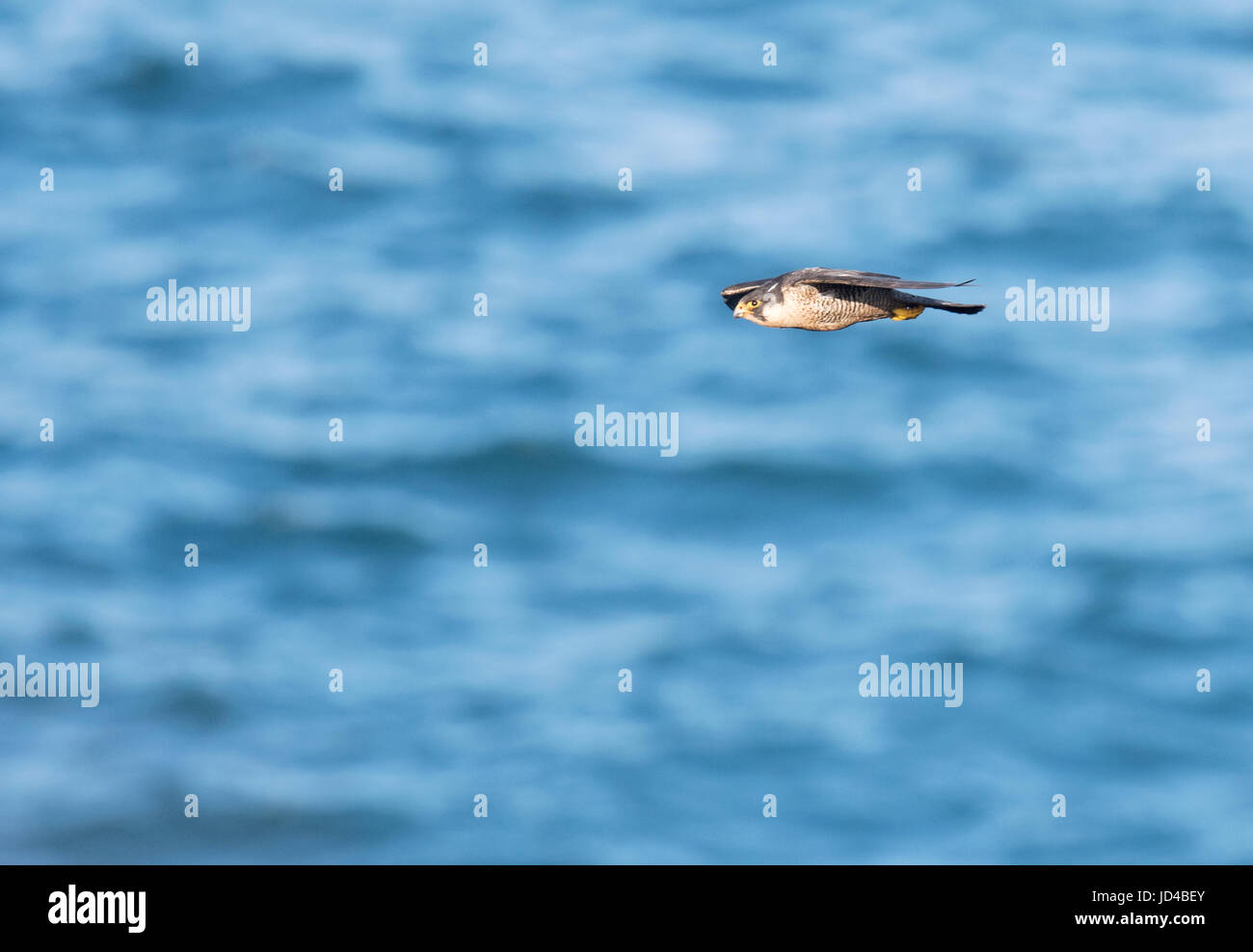 Wild falco pellegrino (Falco peregrinus) scivola senza sforzo sul mare, Pembrokeshire Foto Stock