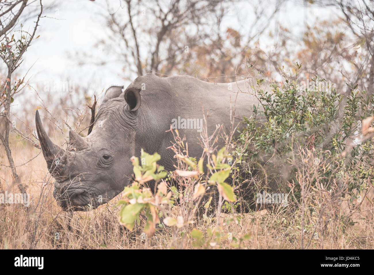 White Rhino close up e ritratto con i dettagli delle corna, la causa del bracconaggio e minacciano. Big Five Safari nel parco nazionale di Kruger, il principale Foto Stock