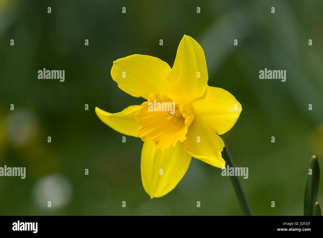 Daffodil in fiore Foto Stock