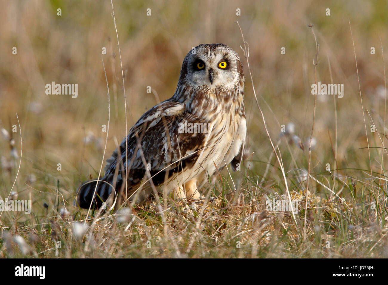 Corto-eared Owl asio flammeus sul terreno dopo un fallito tentativo di caccia in breve erba ruvida sulla Machair North Uist Ebridi Esterne della Scozia Foto Stock