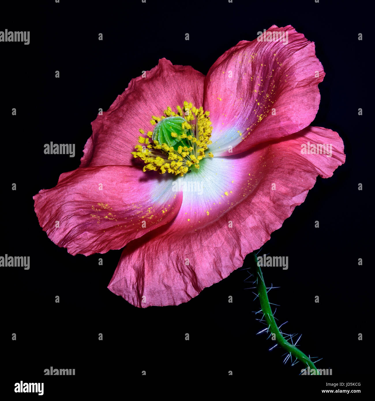 Floral arte macro ritratto di una rosa viola fioritura singola isolata Islanda Poppy blossom su sfondo nero Foto Stock