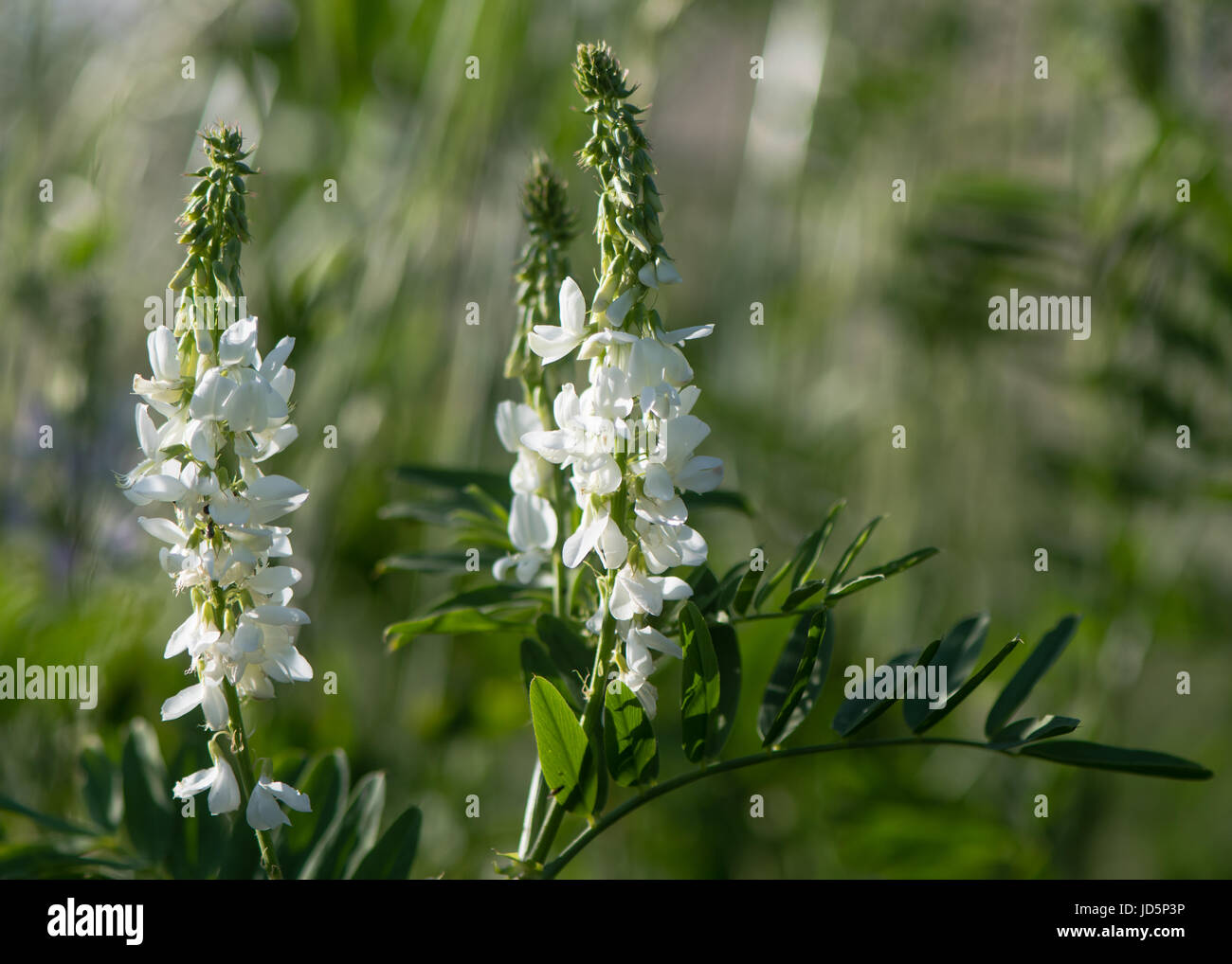 Caprino rue (Galega officinalis) piante in fiore. Fiori bianchi su impianto nella famiglia di pisello (Fabaceae) crescente sul parco NEL REGNO UNITO Foto Stock