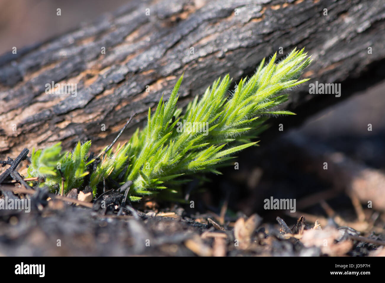 Gorse (Ulex Europaeus) germogli di ricrescita dopo la masterizzazione. La nuova crescita alla base della pianta dopo la zona di brughiera bruciati per evitare la successione vegetativa Foto Stock