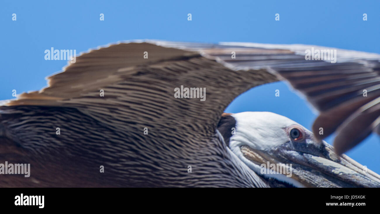 Un marrone pelicanflies sulla costa del Pacifico nei pressi di San Diego, California. Foto Stock