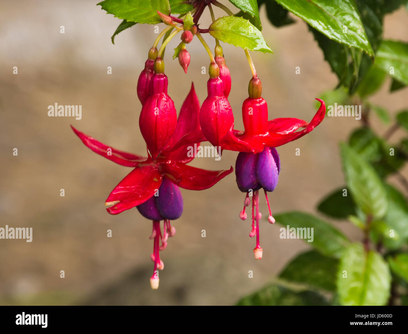 fiore rosso Foto Stock