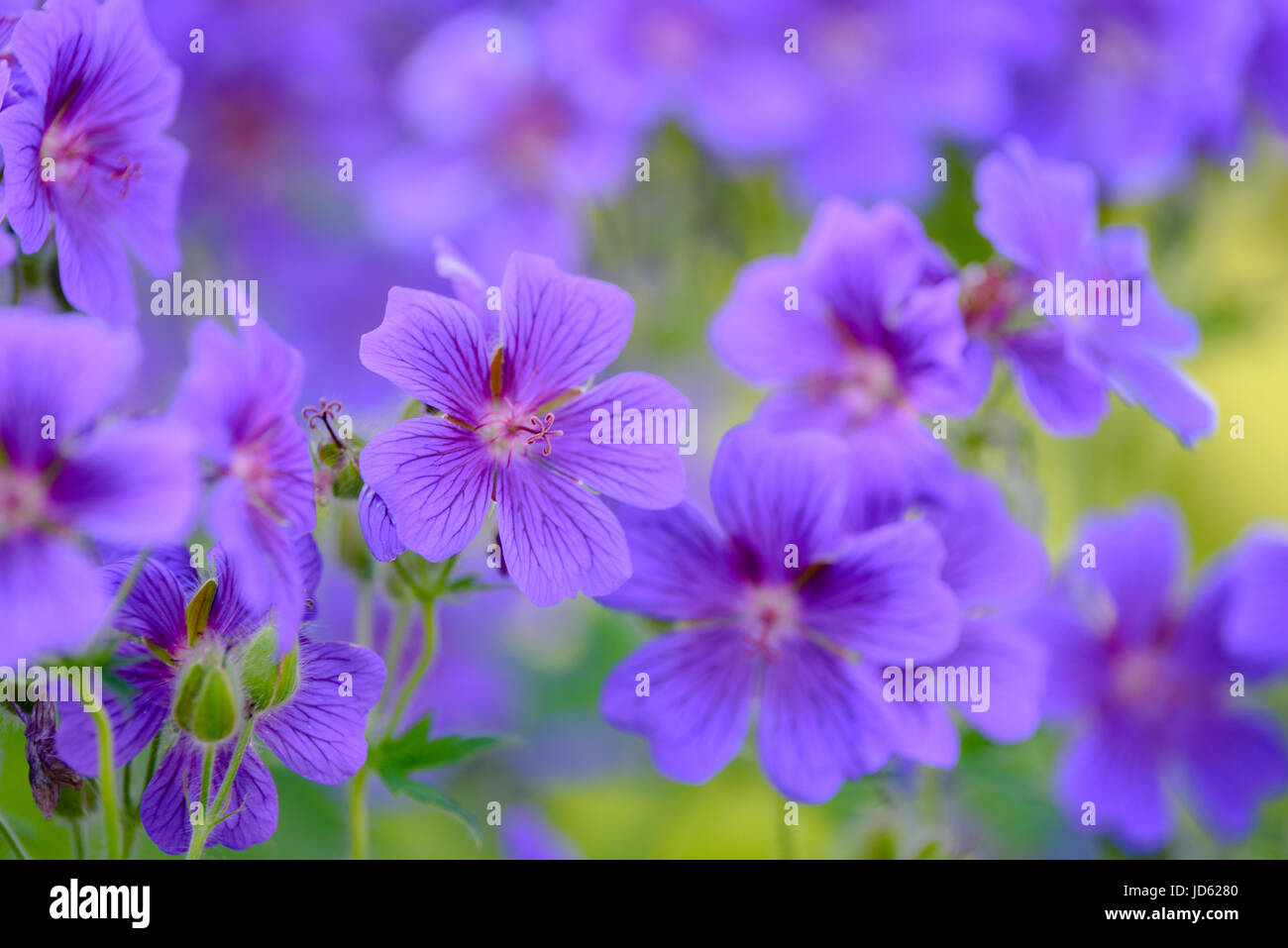 Fiori viola blooming geranio in un giardino di casa - macro shot. Foto Stock