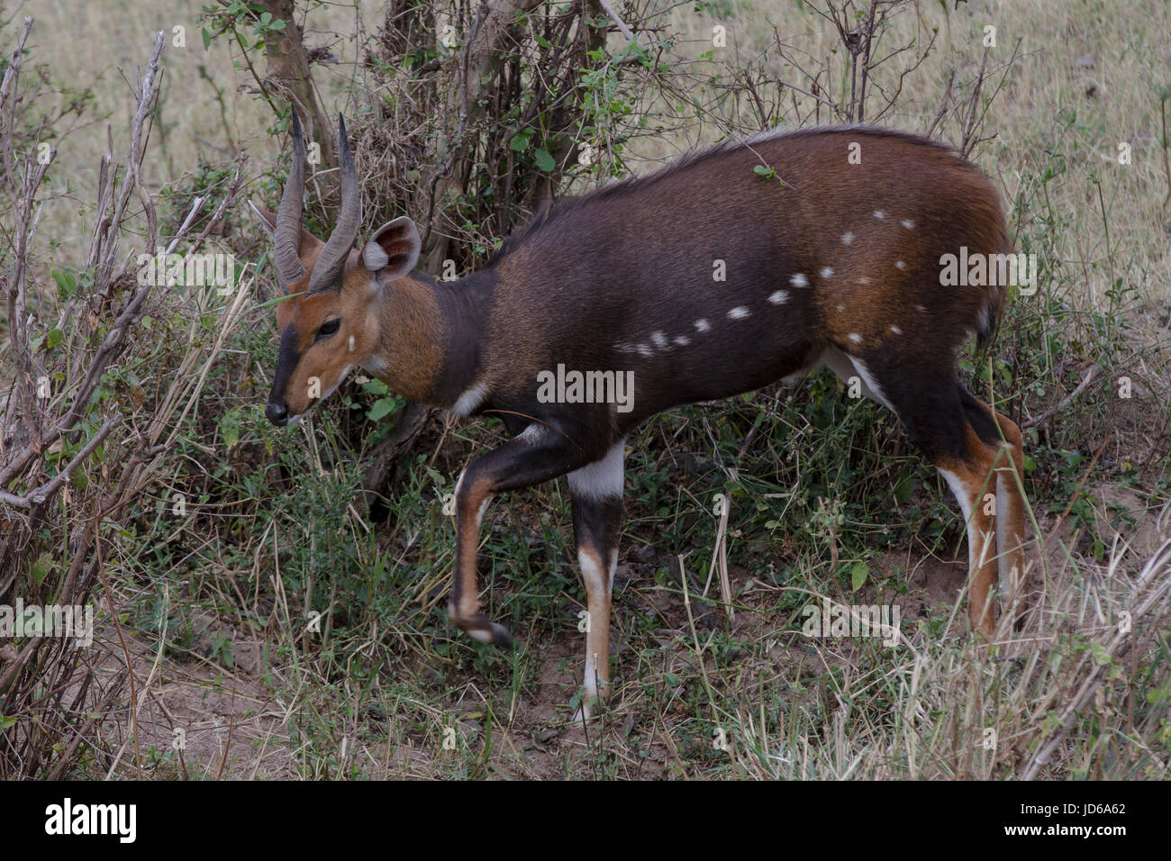 Bush Buck Foto Stock