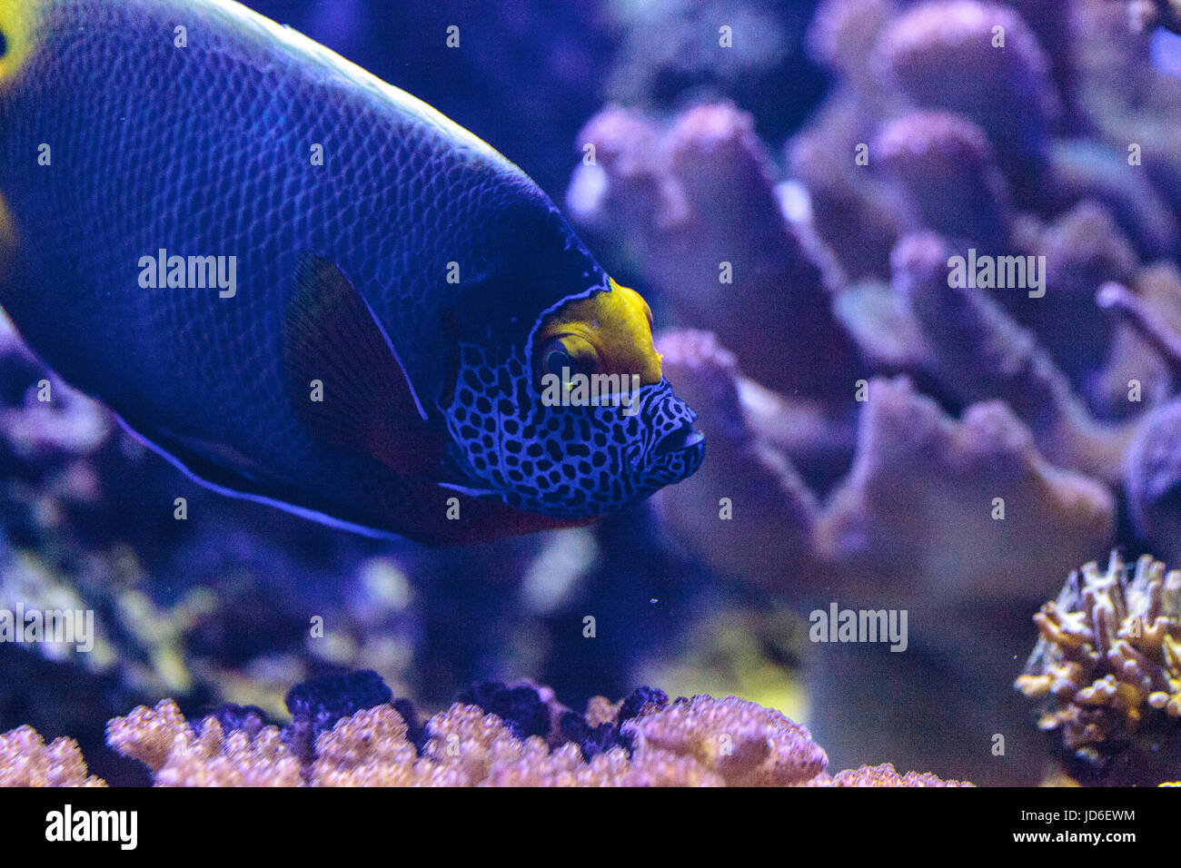 Di fronte blu angelfish Pomacanthus xanthometopon in una barriera corallina. Foto Stock