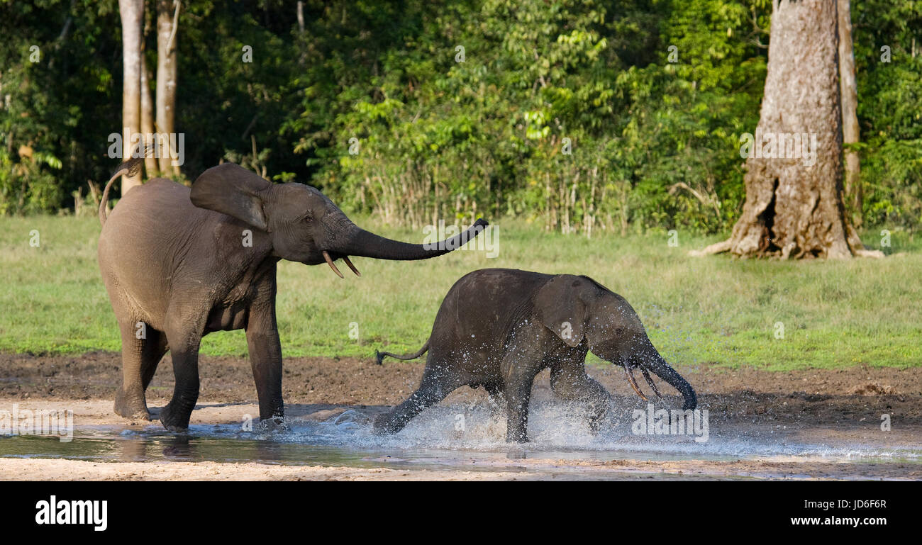 Elefanti della foresta che giocano l'uno con l'altro. Repubblica Centrafricana. Repubblica del Congo. Riserva speciale Dzanga-Sangha. Foto Stock