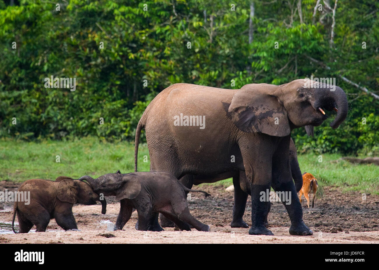 Elefante femminile con un bambino. Repubblica Centrafricana. Repubblica del Congo. Riserva speciale Dzanga-Sangha. Foto Stock