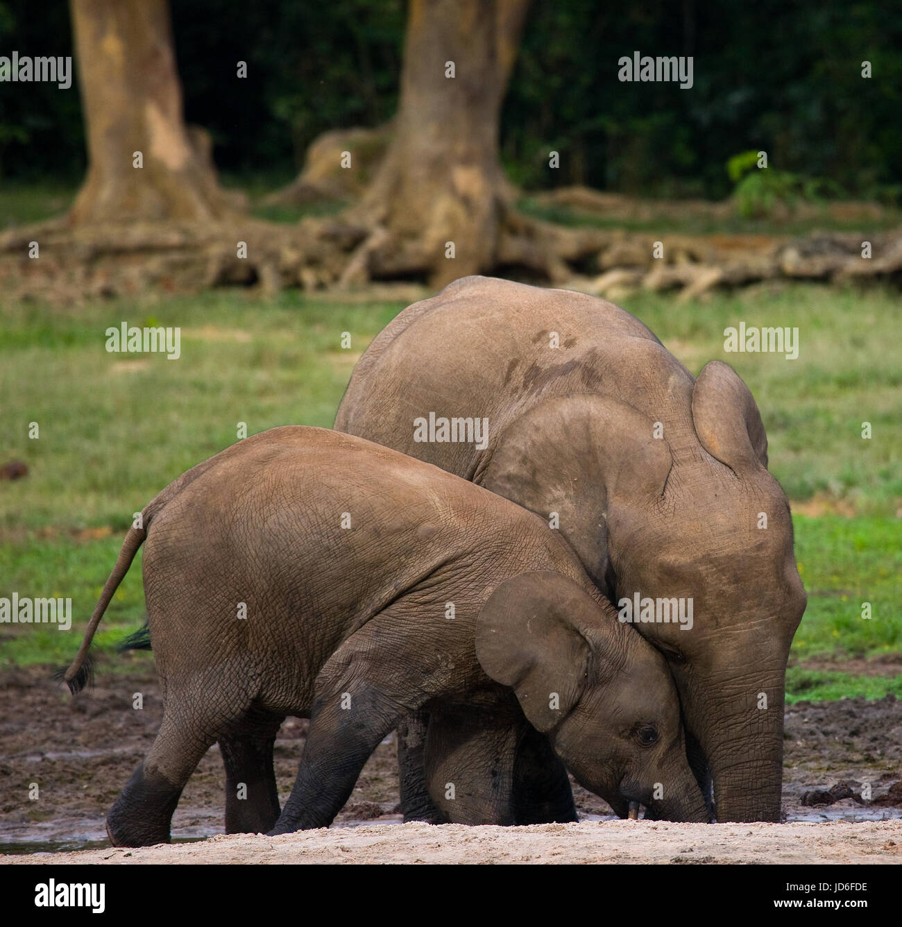 Elefante femminile con un bambino. Repubblica Centrafricana. Repubblica del Congo. Riserva speciale Dzanga-Sangha. Foto Stock