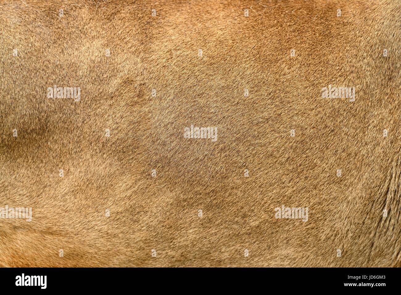 Closeuo vero leone la texture della pelle. Lion fur texture di sfondo immagine di sfondo Foto Stock