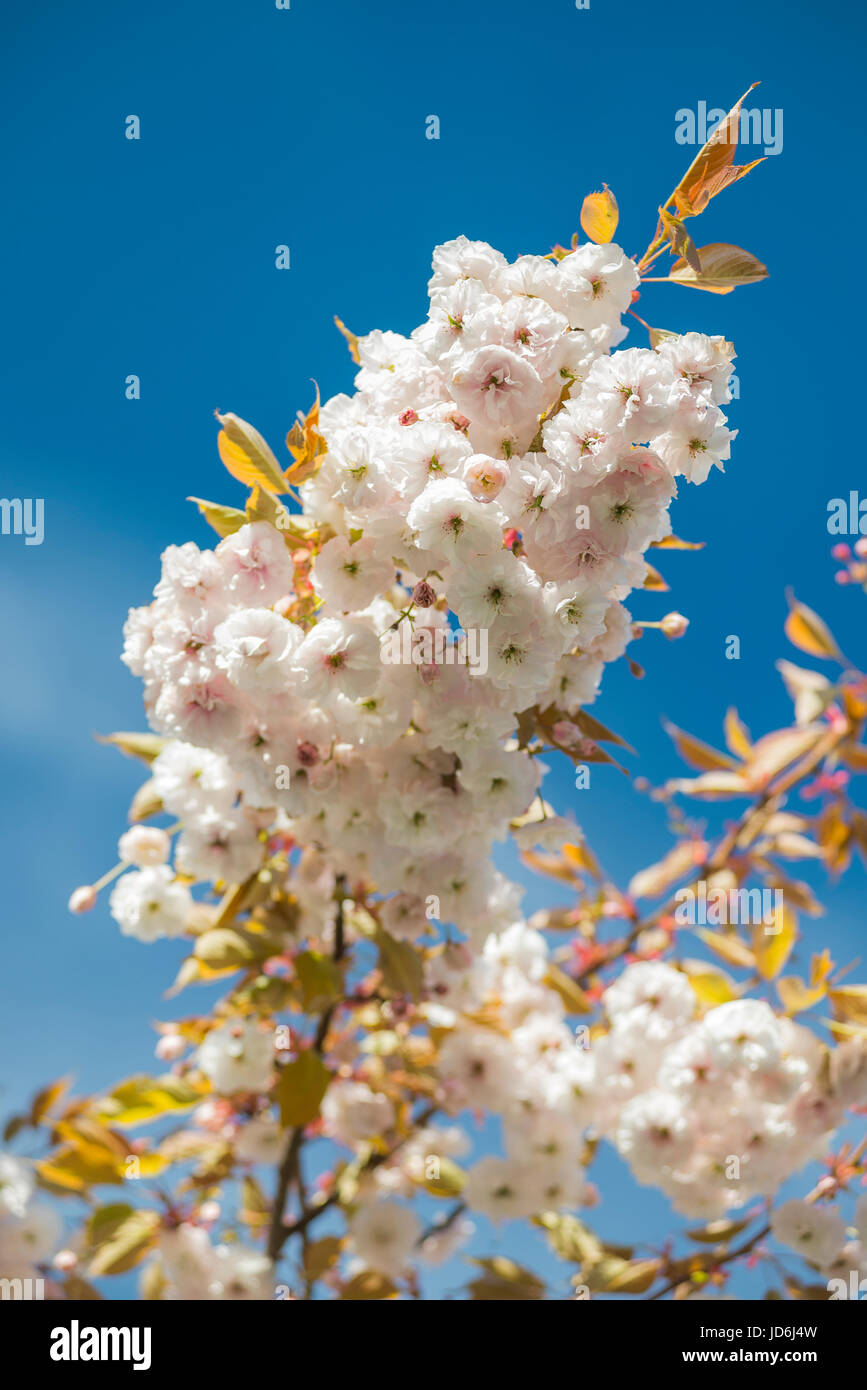 Fioritura giapponese albero ciliegio Prunus serrulata con bianco e boccioli rosa sul ramo contro il cielo blu illuminato dal sole al mattino Foto Stock