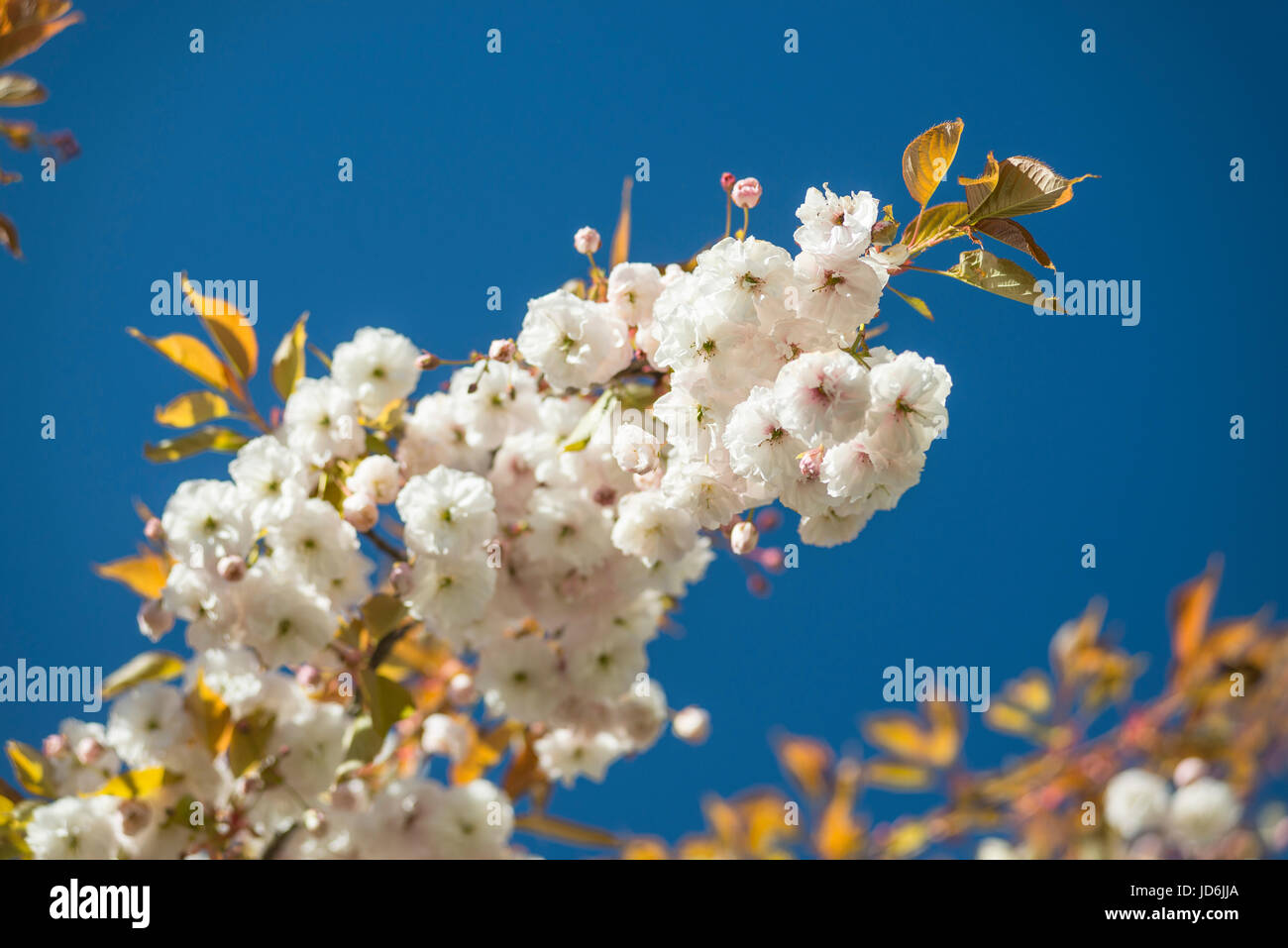 Fioritura giapponese albero ciliegio Prunus serrulata con bianco e boccioli rosa sul ramo contro il cielo blu illuminato dal sole al mattino Foto Stock