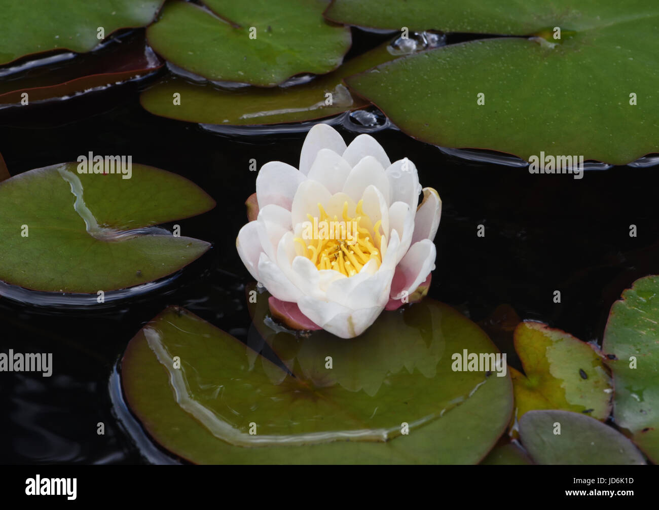 White ninfea bianca (Nymphaea alba) fiori e foglie. Bedgebury Forest, Kent, Regno Unito Foto Stock