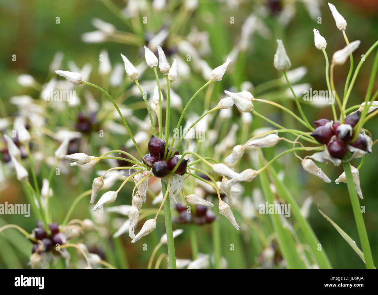 Antenna bulbilli crescente nella vecchia testa di fiori di rosy l'aglio (allium roseum). Bedgebury Forest, Kent, Regno Unito. Foto Stock