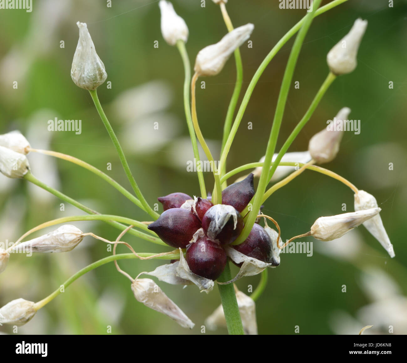 Antenna bulbilli crescente nella vecchia testa di fiori di rosy l'aglio (allium roseum). Bedgebury Forest, Kent, Regno Unito. Foto Stock