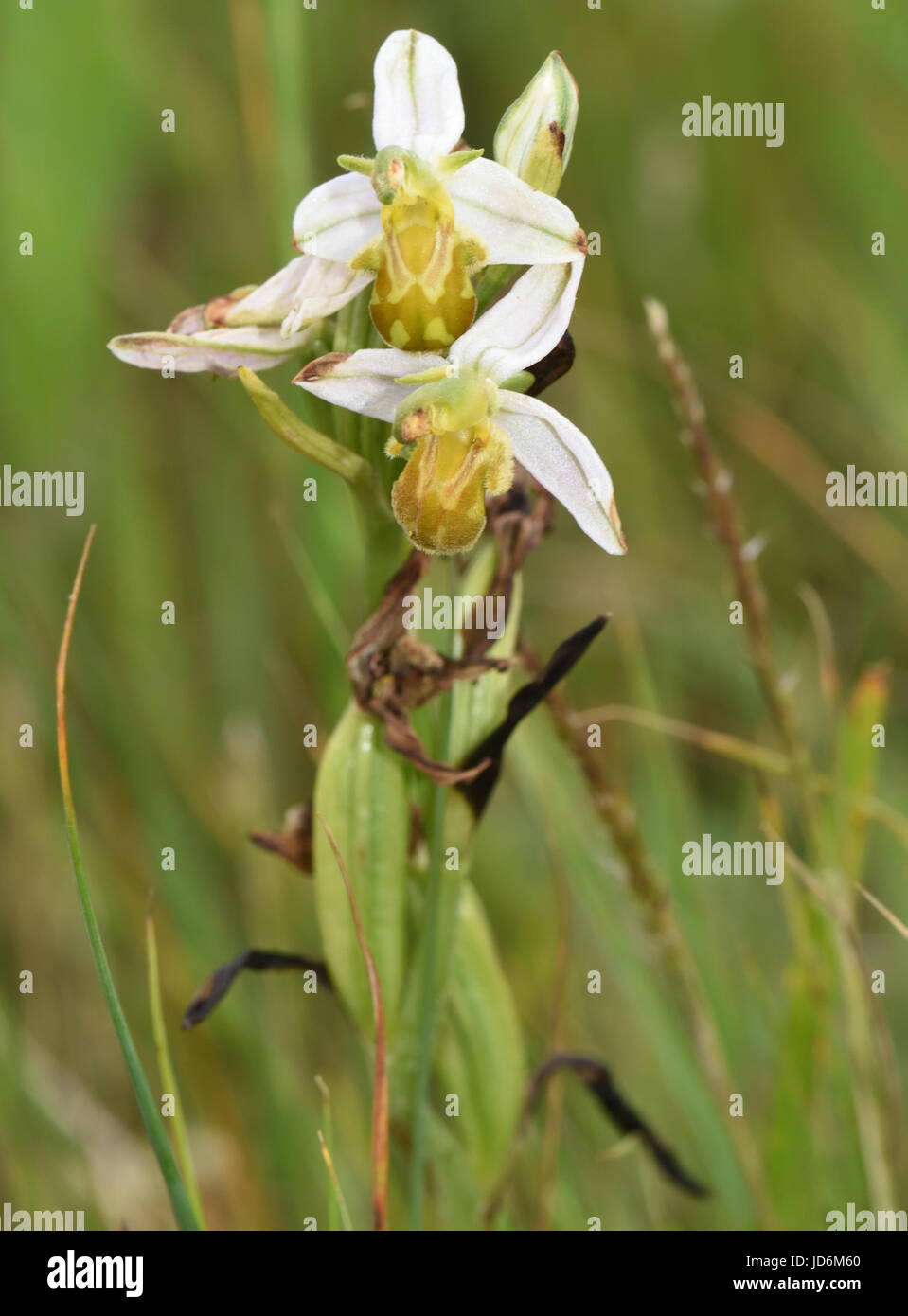 Testa di fioritura del formulario giallo di Bee Orchid (Ophrys apifera var chlorantha). Porto di segale Riserva Naturale. Segale, Sussex, Regno Unito Foto Stock