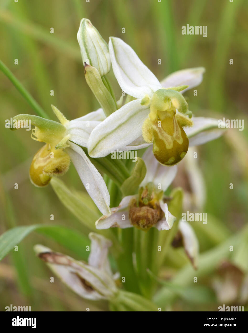 Testa di fioritura del formulario giallo di Bee Orchid (Ophrys apifera var chlorantha). Porto di segale Riserva Naturale. Segale, Sussex, Regno Unito Foto Stock