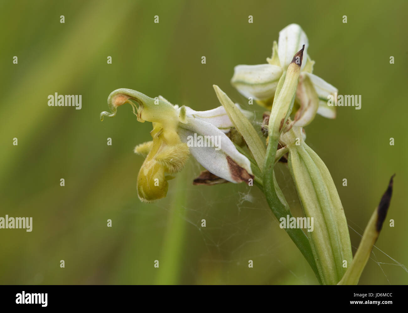 Testa di fioritura del formulario giallo di Bee Orchid (Ophrys apifera var chlorantha). Porto di segale Riserva Naturale. Segale, Sussex, Regno Unito Foto Stock