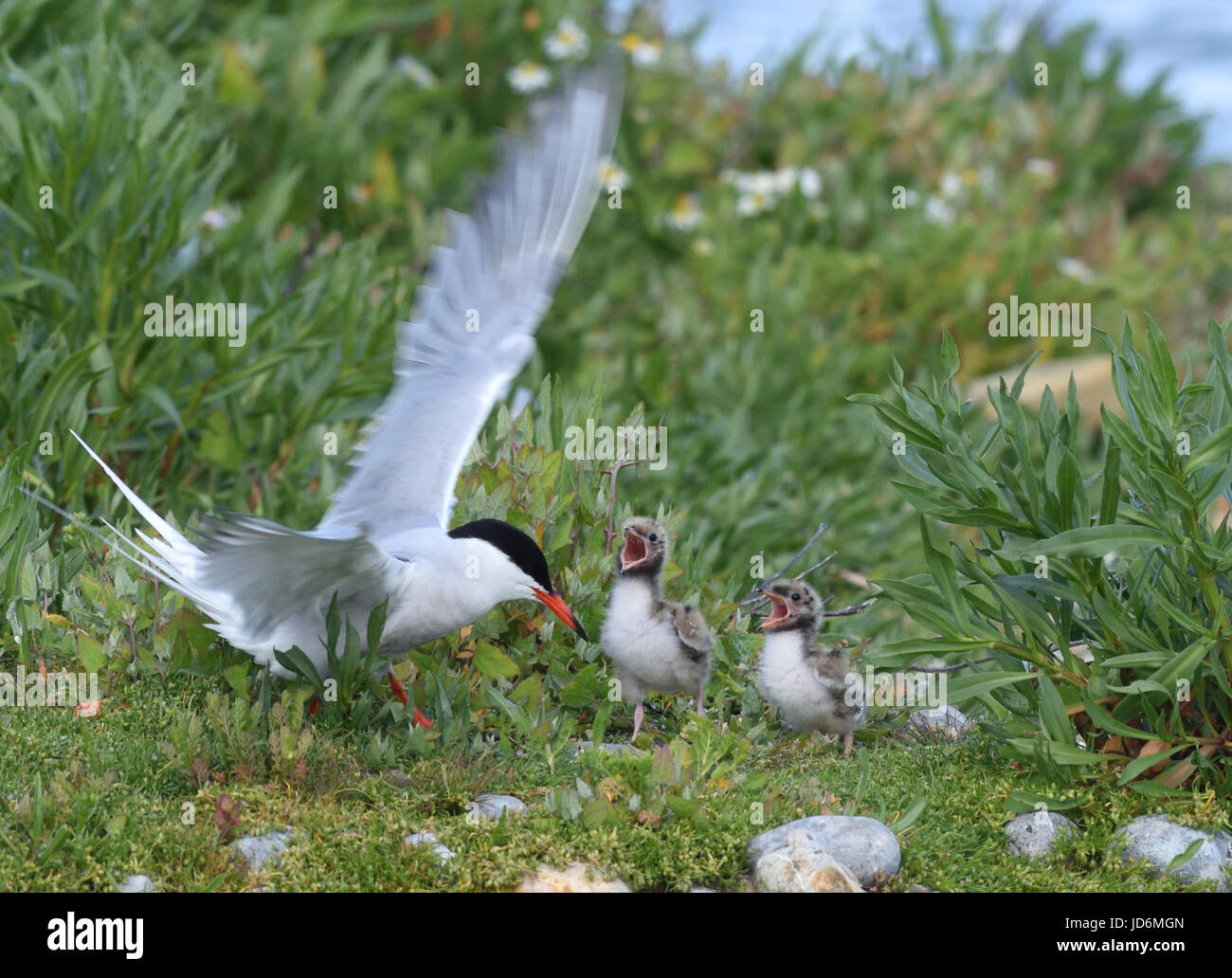 Un comune Tern (Sterna hirundo) porta il cibo per due pulcini impegnative. Porto di segale Riserva Naturale. Segale, Sussex, Regno Unito Foto Stock