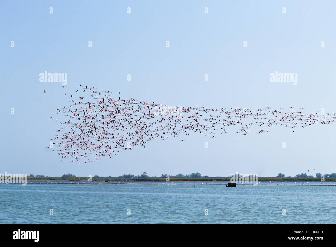 Stormo di fenicotteri rosa da "delta del po' laguna, Italia. natura panorama Foto Stock