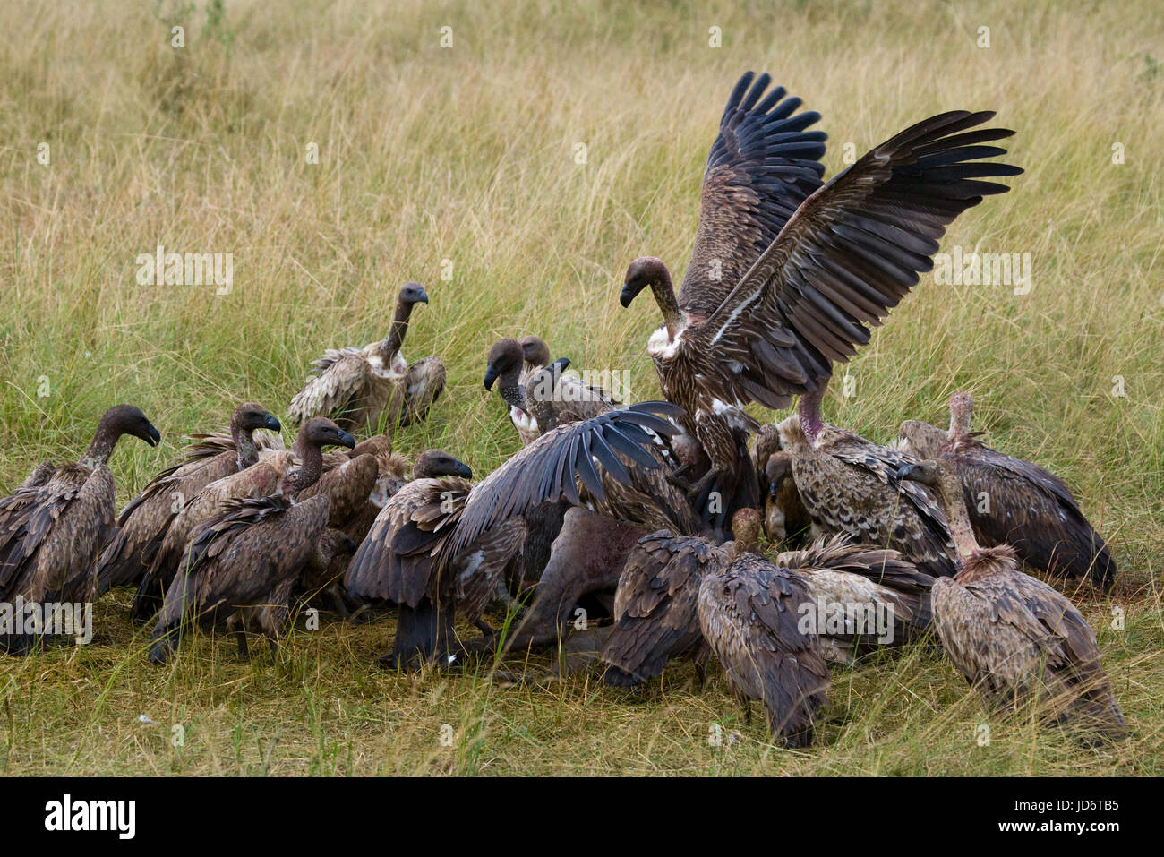 Gli uccelli predatori stanno mangiando le prede nella savana. Kenya. Tanzania. Safari. Africa orientale. Foto Stock