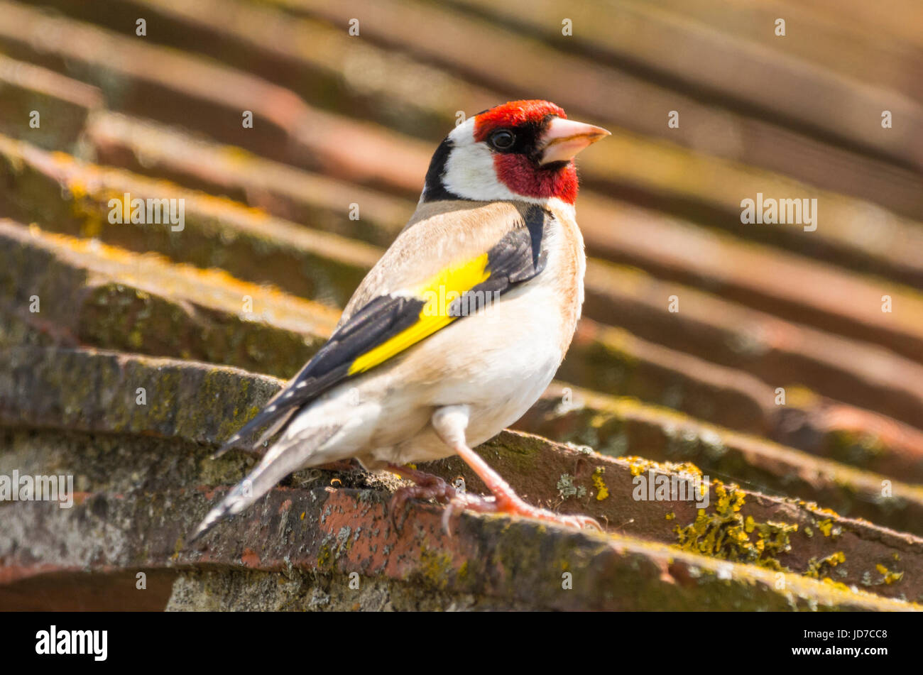 Adulto Cardellino uccello (Carduelis carduelis) appollaiato su un tetto in estate nel West Sussex, in Inghilterra, Regno Unito. Foto Stock