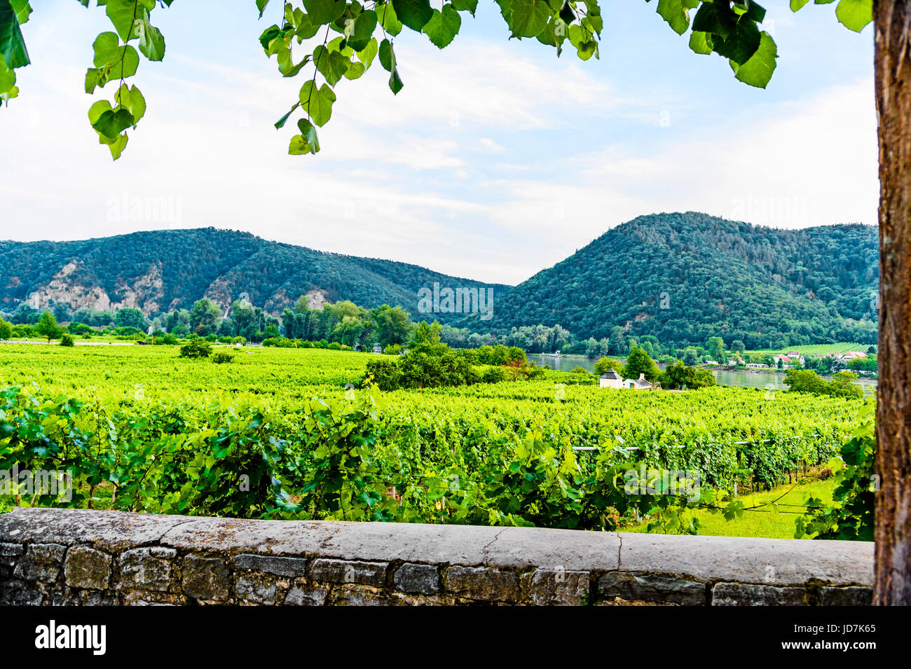 Weinanbau in der Wachau nahe Dürnstein, Österreich; coltivazione dei vigneti vicino a Duernstein, Austria Foto Stock