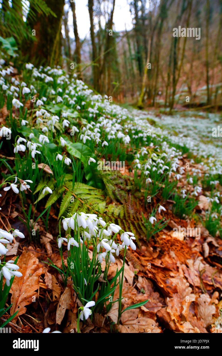 Snowdrop Valley vicino a Wheddon Croce sul Exmoor, Somerset. Foto Stock