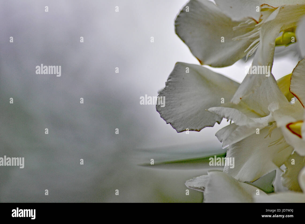 White Oleander formando drammatico lo spazio negativo Foto Stock