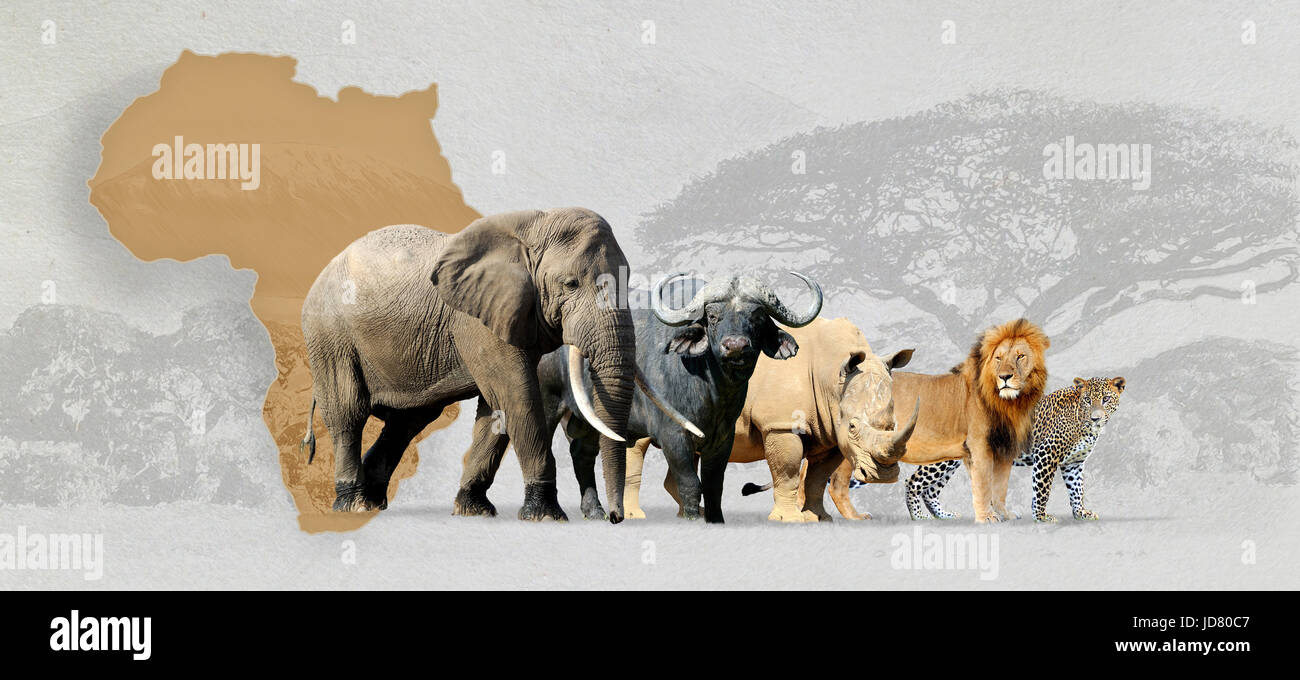Cinque grandi africa - Lion, elefante, Leopard, bufali e rinoceronti Foto Stock