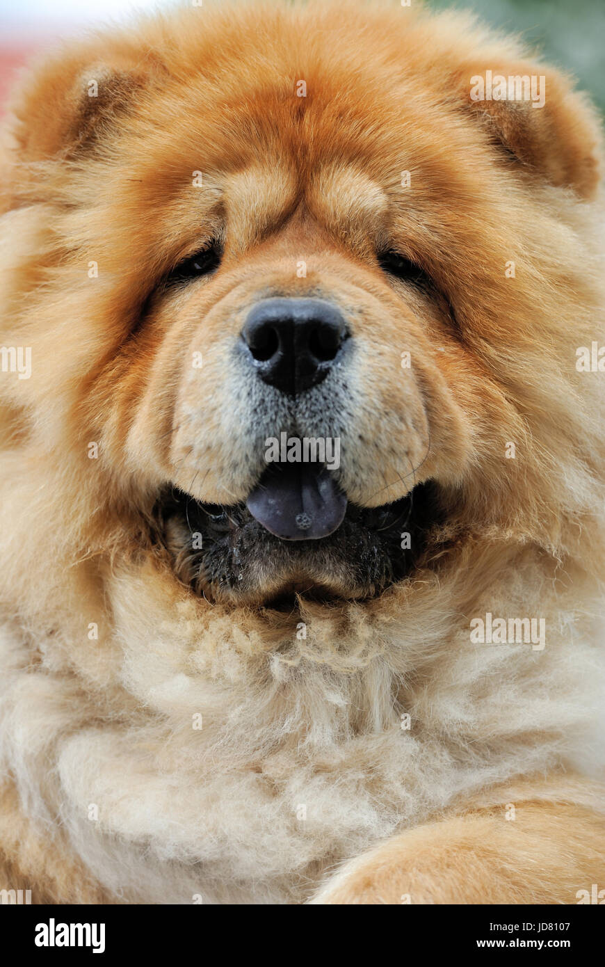 Close-up verticale di un cane Chow Chow Foto Stock