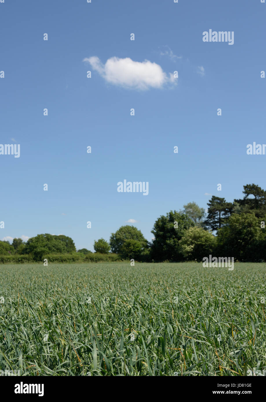 Cumulus fractus in cielo blu su campo di mais con alberi sullo sfondo in estate sole nel nord-ovest inghilterra regno unito Foto Stock
