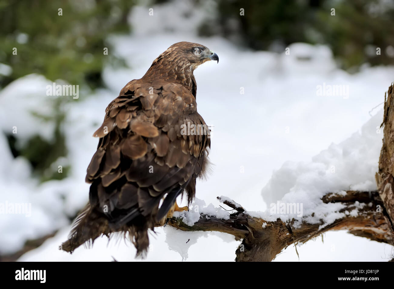 Hawk su un ramo in montagna in inverno Foto Stock