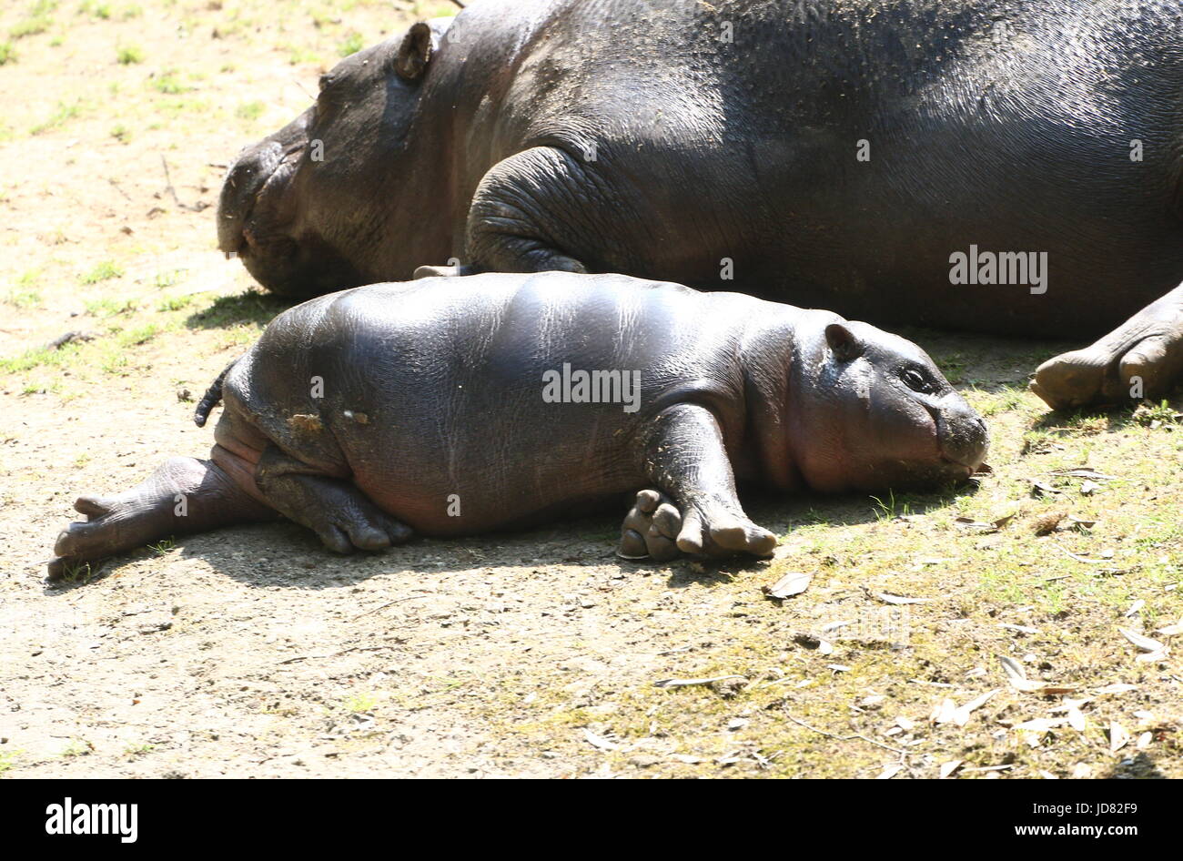 Baby West African pigmeo Ippopotamo (Hexaprotodon liberiensis, Choeropsis liberiensis) rilassante al sole insieme con sua madre. Foto Stock