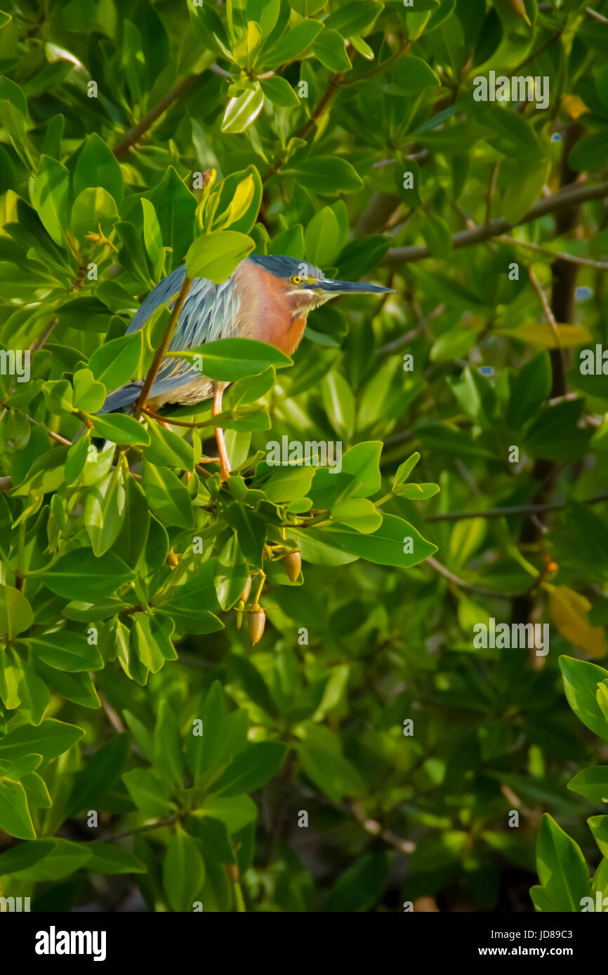 Green heron uccello appollaiato su un albero di mangrovia Foto Stock