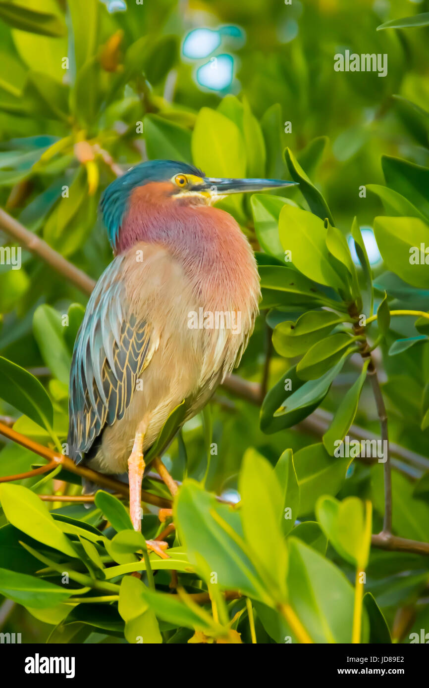 Green heron uccello appollaiato su un albero di mangrovia Foto Stock