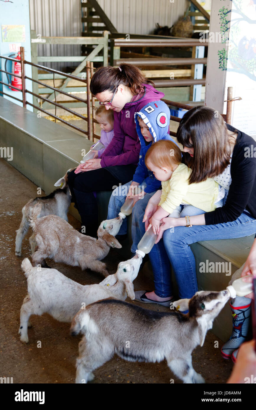Bambini biberon agnelli a Putlake avventura agriturismo vicino a Swanage nel Dorset Foto Stock