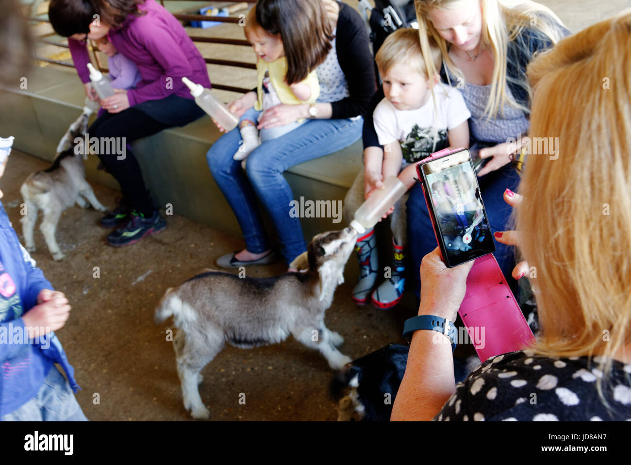 Bambini biberon agnelli a Putlake avventura agriturismo vicino a Swanage nel Dorset Foto Stock