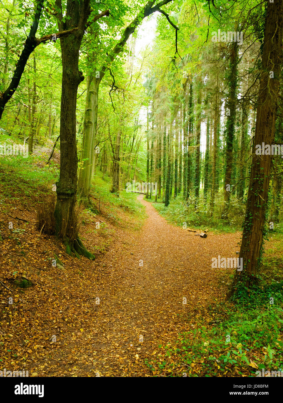Il sentiero attraverso la foresta con foglie di autunno caduti a terra, Belgio Belgio europa Foto Stock