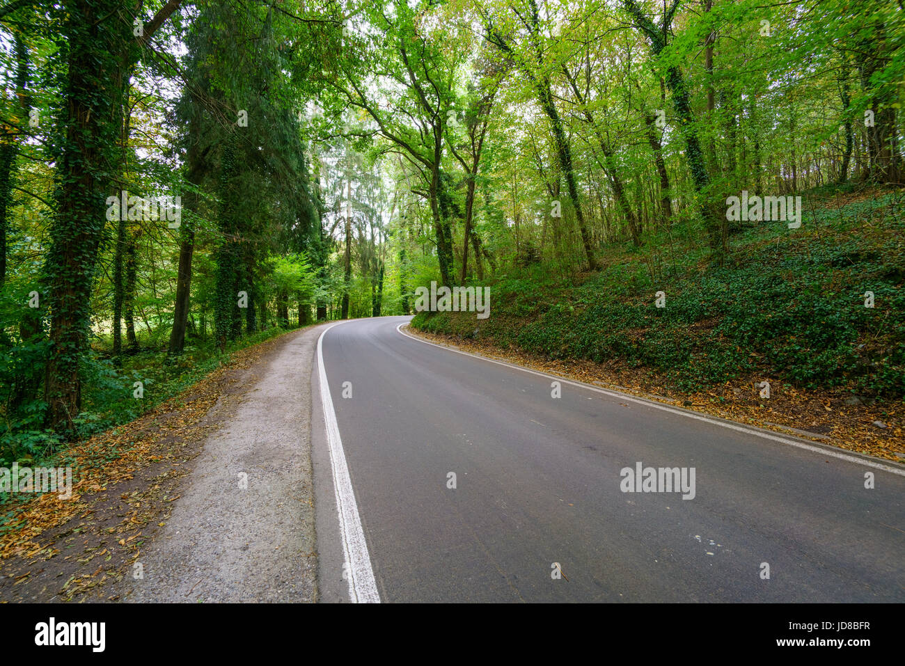 Svuotare strada che conduce attraverso la foresta con alberi in lontananza, Belgio Belgio europa Foto Stock