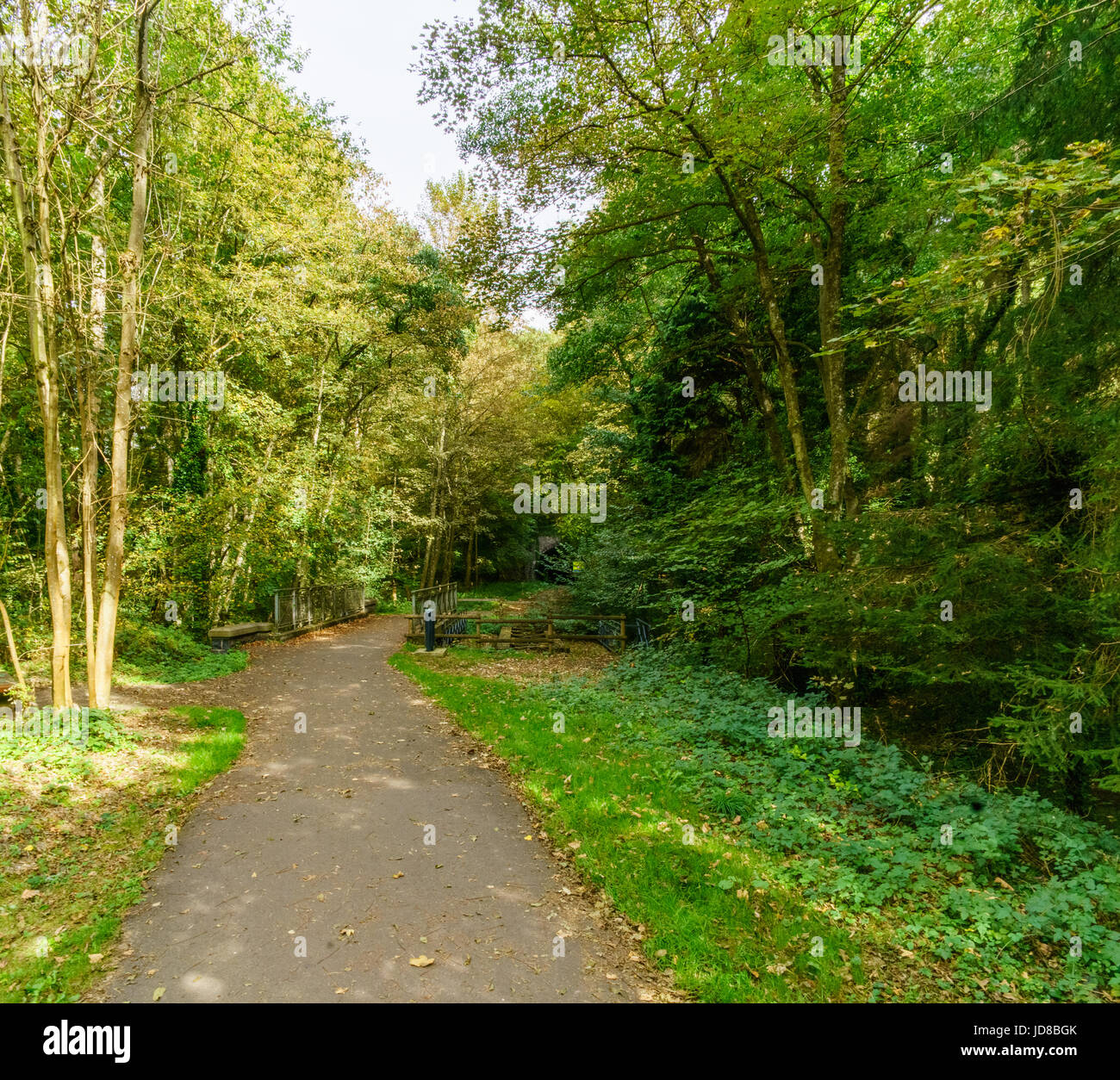 Strada rurale in esecuzione attraverso la foresta con denso fogliame verde e alberi, Belgio Belgio europa Foto Stock