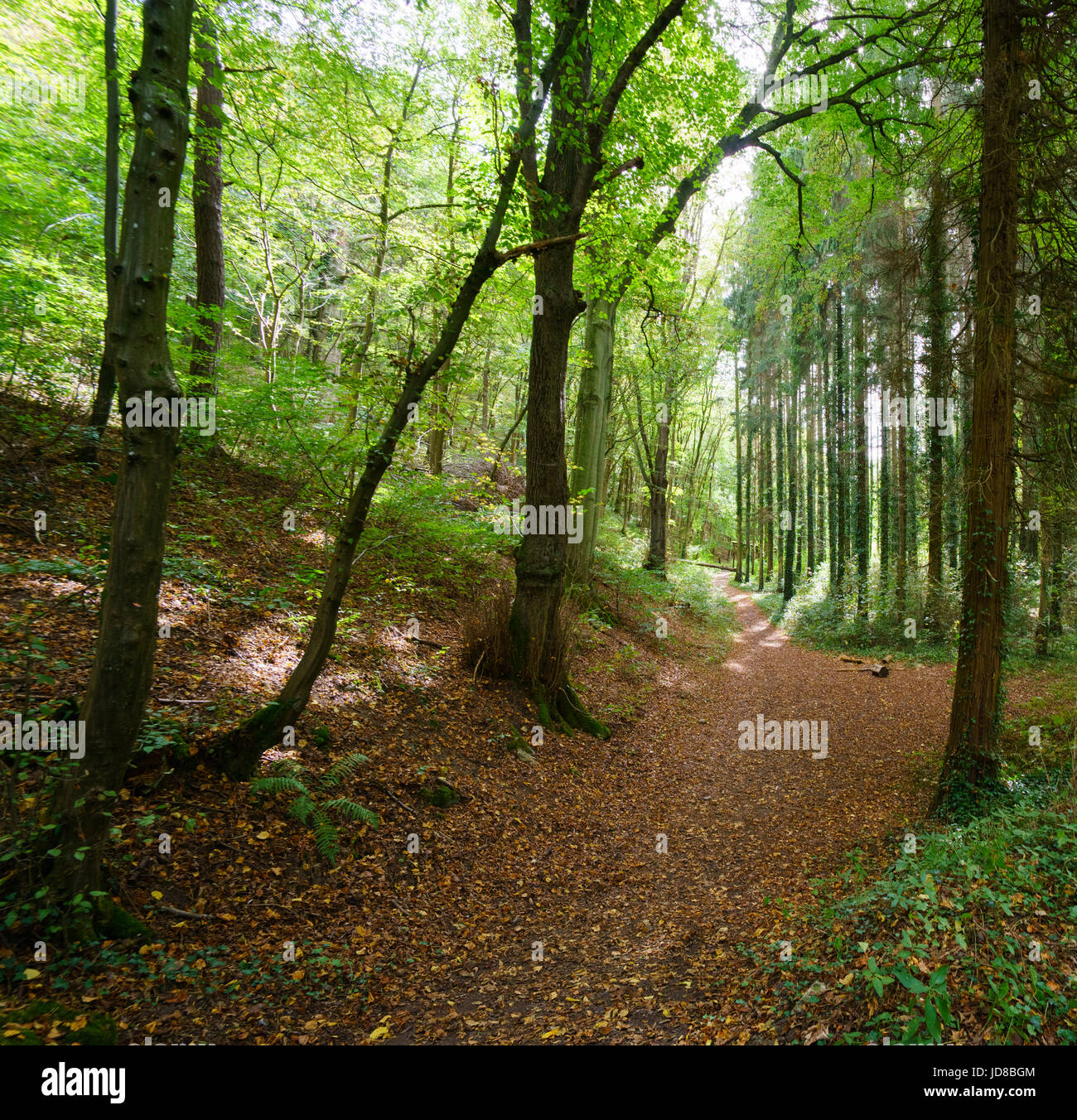 Pista naturale coperto con foglie di autunno che conduce attraverso la foresta, Belgio Belgio europa Foto Stock